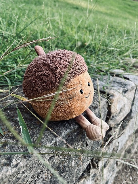 Acorn